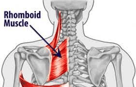 정준척추신경 – 골프 관련 왼쪽 날개뼈 주위 통증 - Left Upper Back Pain - WowSeattle Seattle KCR